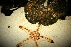 Lovely starfish at Manila Ocean Park