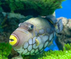 Clown triggerfish swimming in the ocean