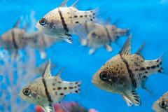 Orbiculate cardinalfish with dark vertical waistband and polka-dot pattern