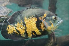 oscar fish Astronotus ocellatus close-up