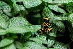 Yellow-Banded Poison Dart Frog