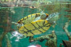 Pond slider turtle on a log