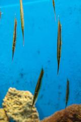 Aeoliscus strigatus, also known as the razorfish