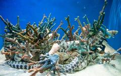 snowflake moray eel underwater