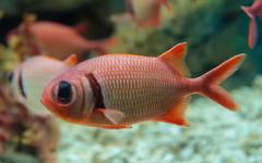 Doubletooth soldierfish in Manila Ocean Park