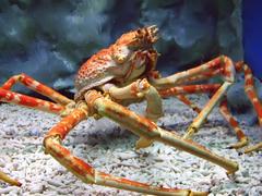 Japanese spider crab at Manila Ocean Park