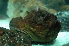 Stonefish underwater