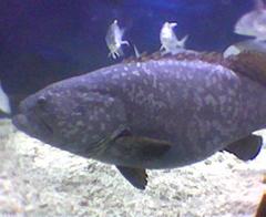 Epinephelus lanceolatus in a tank at Manila Ocean Park