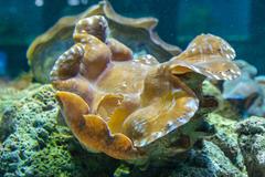 giant clam underwater