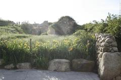 62 species of plants on the sloping hill of the Irish Hunger Memorial