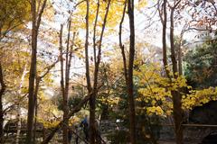 Autumn leaves at Biodome Montreal