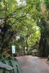 Tropical rainforest ecosystem in Montreal Biodome