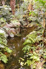 Tropical rainforest ecosystem in Montreal Biodome, Quebec, Canada