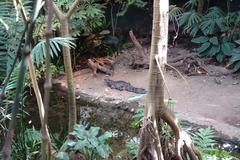 Crocodile in a Tropical Rainforest ecosystem at Biodôme in Montreal