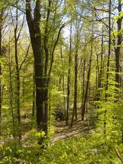 Sauvabelin Forest in Lausanne, Switzerland