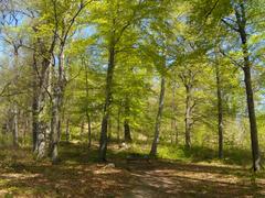 Sauvabelin Forest Lausanne Switzerland