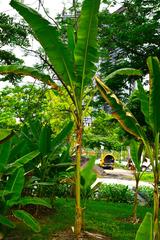 Banana cultivars in Queen Sirikit Park