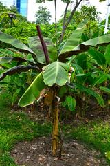 Banana cultivars in Queen Sirikit Park