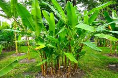 Banana cultivars in Queen Sirikit Park