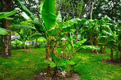 banana cultivars in Queen Sirikit Park