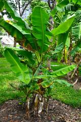 Banana cultivars in Queen Sirikit Park