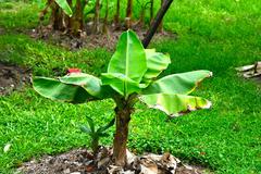 Banana cultivars in Queen Sirikit Park