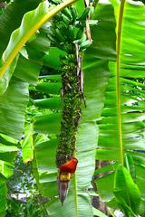 Banana cultivars in Queen Sirikit Park