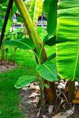 Banana cultivars in Queen Sirikit Park