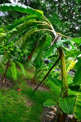 Banana cultivars in Queen Sirikit Park