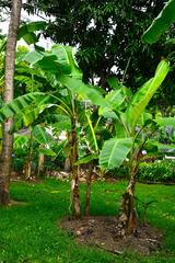 banana cultivars in Queen Sirikit Park