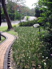 Queens Park near Jartujak Park