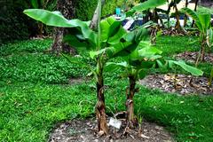 Banana cultivars in Queen Sirikit Park