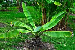 Banana cultivars in Queen Sirikit Park