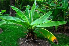 Banana cultivars in Queen Sirikit Park