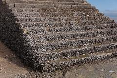 Oyster covered stairs at low tide at Fort Louvois, France