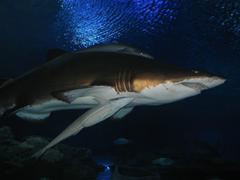 Aquaria KLCC viewing tunnel with sharks