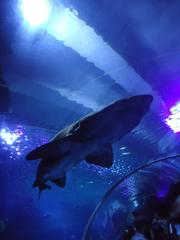 Shark swimming in an aquarium at Kuala Lumpur