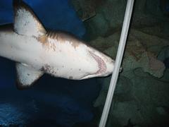 shark swimming underwater at Aquaria KLCC