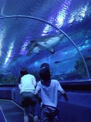 underwater tunnel in the KL Aquarium with colorful marine life