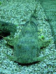 Bagarius bagarius Devil Catfish in an Aquaria KLCC tank