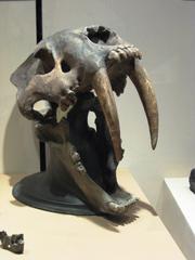 intact skull of a sabertooth tiger on display