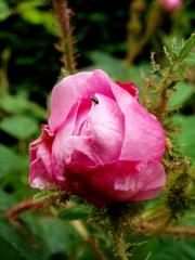 a close-up photo of a single red rose in full bloom at Geffrye Museum gardens