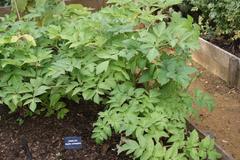 Angelica archangelica plant in the Museum of the Home's herb garden