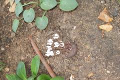 close-up of a Cyclamen hederifolium plant with pink flowers and ivy-like leaves in Geffrye Museum