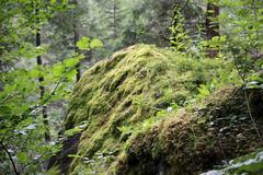 Cascade du Rouget waterfall in a lush forest