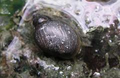 Close-up of a Banff Snail in a hot spring pool