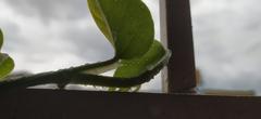 rainy plants