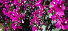 pink bougainvillea flowers amidst green leaves