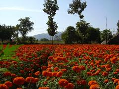 flowers in Hosur, Tamil Nadu