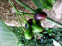 Rauvolfia verticillata plant with lush green leaves